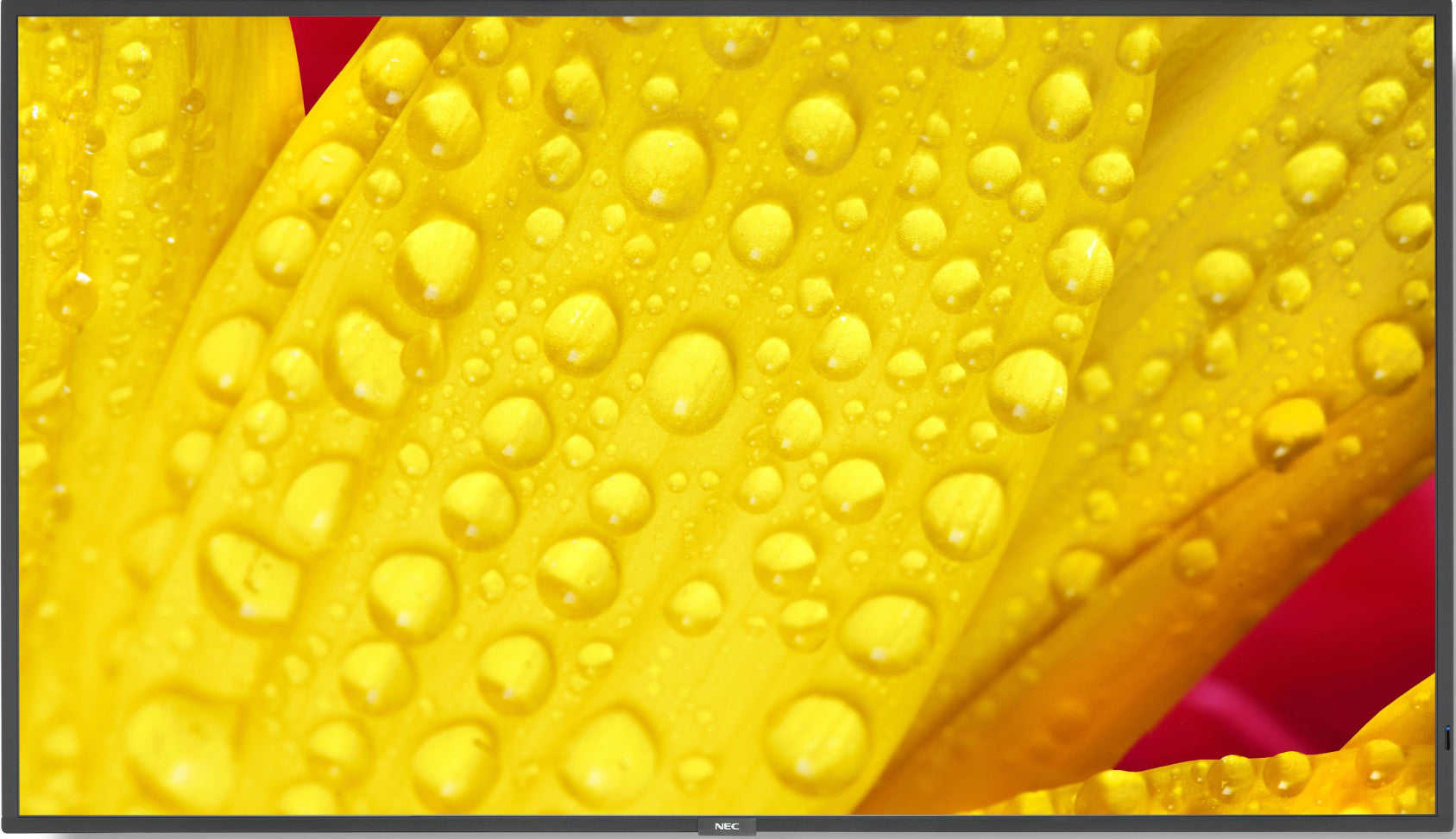 NEC MultiSync M551-2 55" 4K UHD Display Zwart